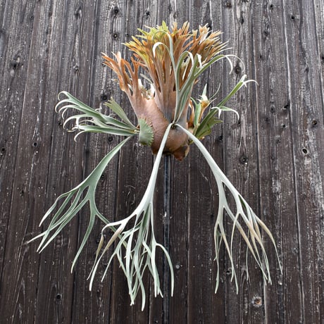 ビカクシダ ウィリンキー×レモイネイ  / Platycerium willinckii ×Lemoinei コウモリラン プラティケリウム【comolebi plants】RFCM-W0022
