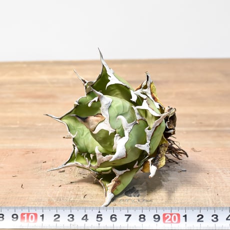 アガベ チタノタ "精品ハデス" / 精品黒帝斯、精品恐竜牙歯 【台湾 dragon agave産/中株/抜き苗】RF25012182