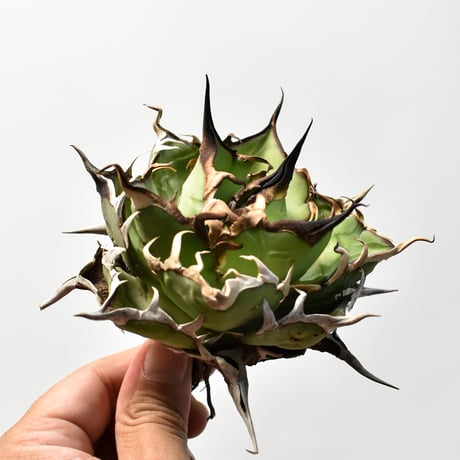 アガベ チタノタ "精品ハデス" / 精品黒帝斯、精品恐竜牙歯 【台湾 dragon agave産/中株/抜き苗】A
