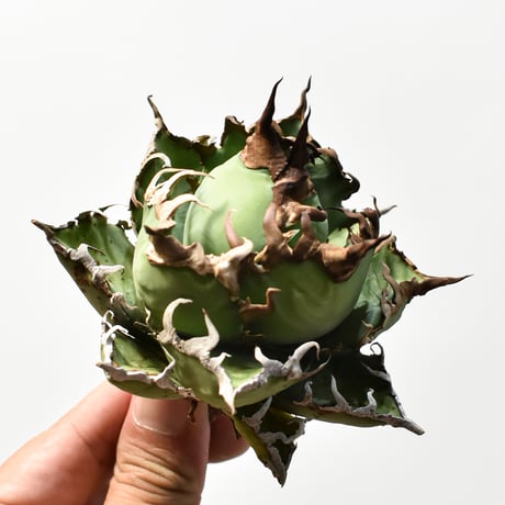 アガベ チタノタ 精品シーザー / 精品凱撒  【台湾 dragon agave産/中株/抜き苗】B