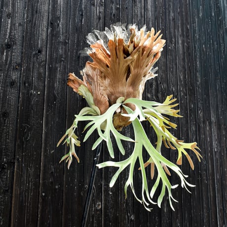 ビカクシダ ウィリンキー / Platycerium willinckii　コウモリラン プラティケリウム 【comolebi plants】RFCM-W0003