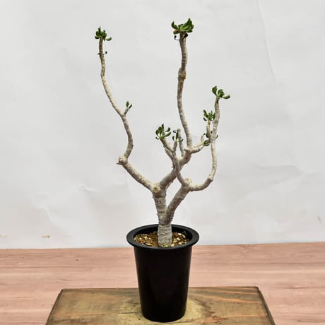 オトンナ フルカタ  RFHK-1301