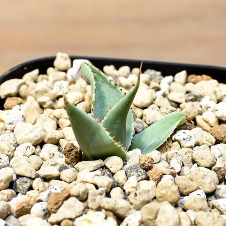 【百鬼夜行 その二】アガベ 特白肌×妖炎 "魍魎"【台湾botanical_seeker産】B
