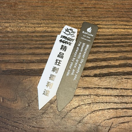 アガベ 精品ホリダ "精品狂刺霍利達"【台湾 dragon agave産/中株/抜き苗】A