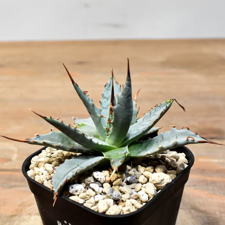 【百鬼夜行 その二】アガベ 特白肌×妖炎 "魍魎"【台湾botanical_seeker産】A