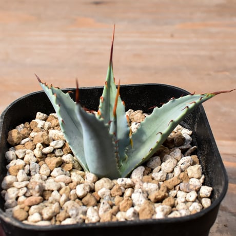 【百鬼夜行 その二】アガベ 特白肌×妖炎 "魍魎"【台湾botanical_seeker産】RF25012406