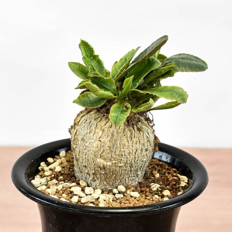ユーフォルビア スパボダ RFHK-1230