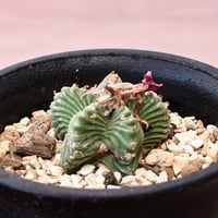 アズテキウム 紅籠【カキ仔】RFHK-991