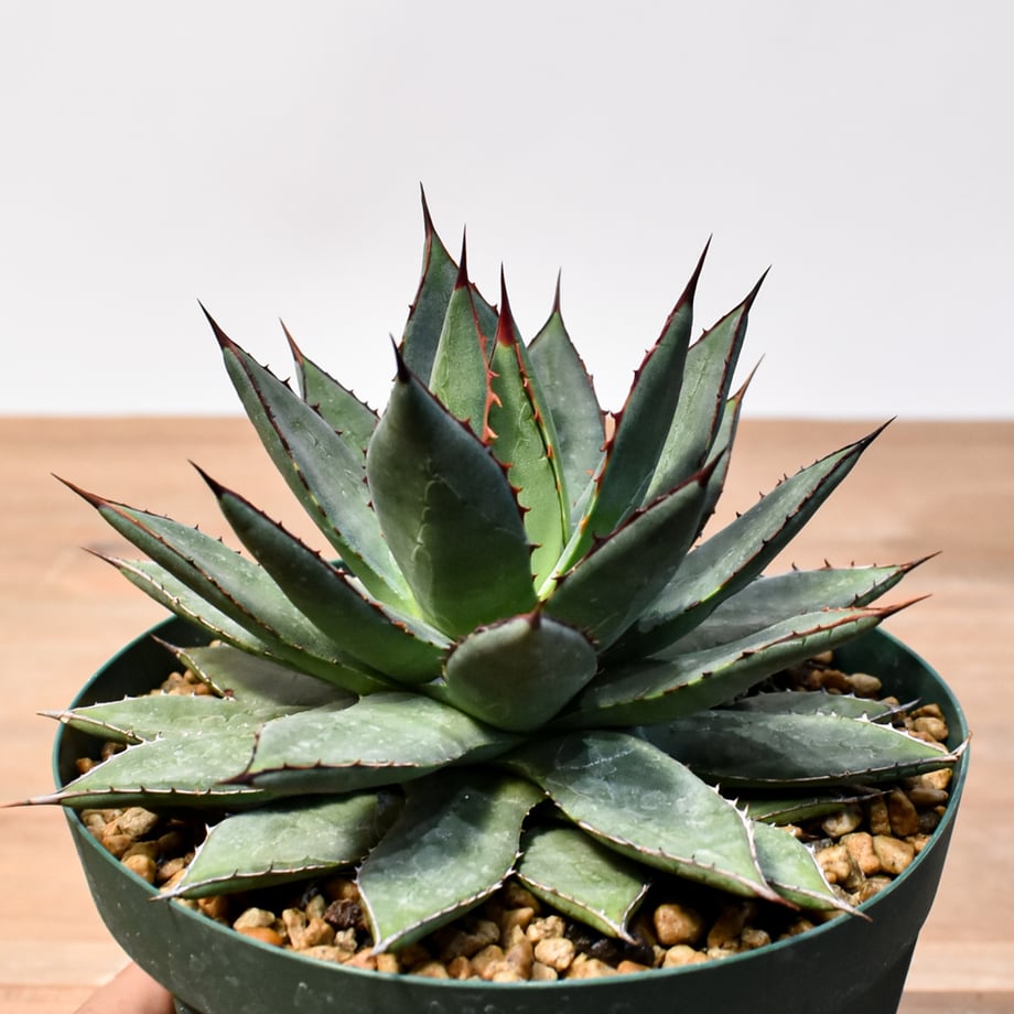 6a8e2002edfc4e906e96c9e1