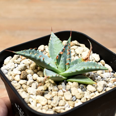 【百鬼夜行 その五】アガベ 雷帝×妖炎 "雷獣"【台湾botanical_seeker産】C