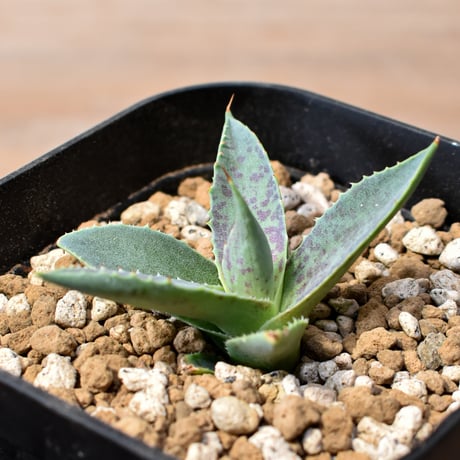 アガベ ハイブリット "邪霊" (特白肌怒雷神×血妖) 【台湾botanical_seeker産】RF25012419