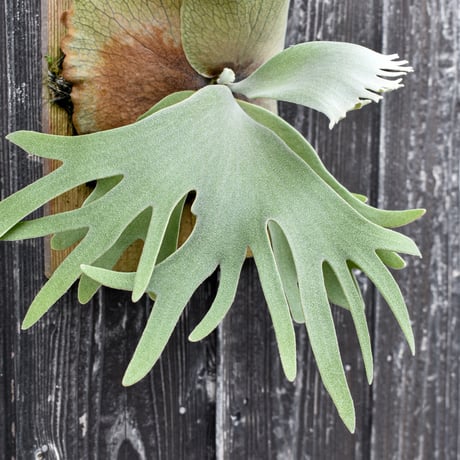 ビカクシダ ハウス ワイルド 2 / Platycerium house wild 2 コウモリラン プラティケリウム【comolebi plants】RFCM-W0027