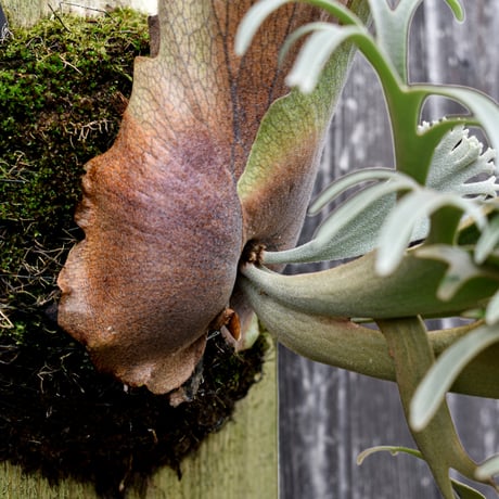 ビカクシダ ウィリンキー ミルクパスタ  / Platycerium willinckii　コウモリラン プラティケリウム【comolebi plants】 RFCM-W0030