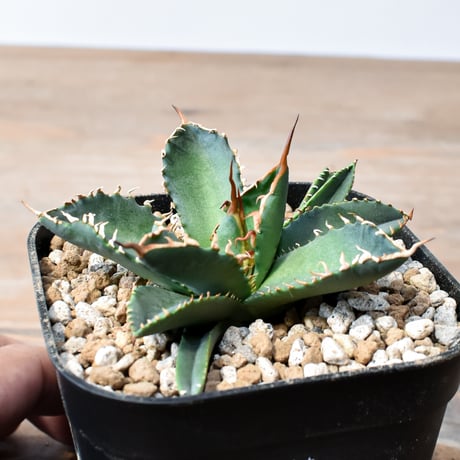アガベ ハイブリット "チョコキス×象牙妖炎"【台湾botanical_seeker産】RF25012416