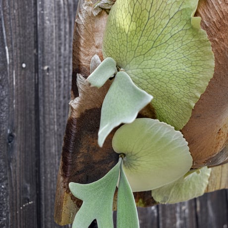 ビカクシダ ウィリンキー ワイルド  / Platycerium willinckii wild  プラティケリウム コウモリラン【comolebi plants】RFCM-W0012