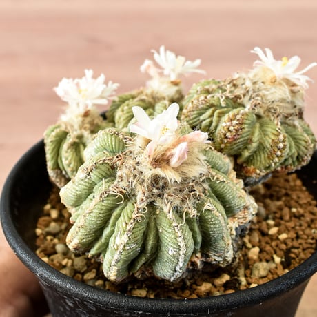 アズテキウム 花籠 RFHK-668
