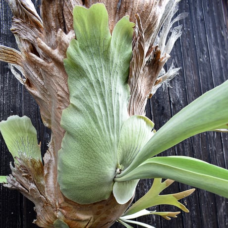 ビカクシダ ウィリンキー / Platycerium willinckii　コウモリラン プラティケリウム 【comolebi plants】RFCM-W0001