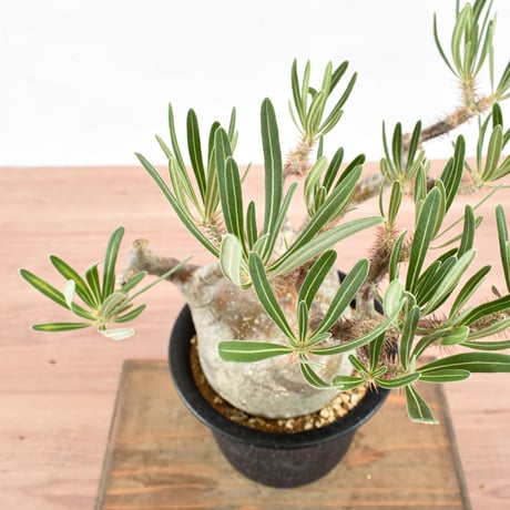 パキポディウム グラキリス "中株" RFHK-572