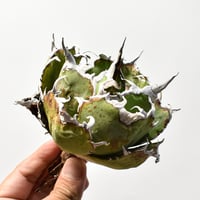 アガベ チタノタ “精品白鯨” 【台湾 dragon agave産/抜き苗/中株】A