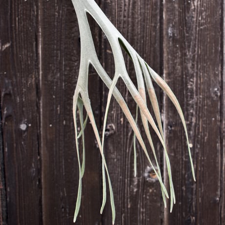 ビカクシダ ウィリンキー×レモイネイ  / Platycerium willinckii ×Lemoinei コウモリラン プラティケリウム【comolebi plants】RFCM-W0022