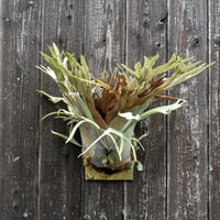 ビカクシダ ネグセ / Platycerium neguse コウモリラン プラティケ