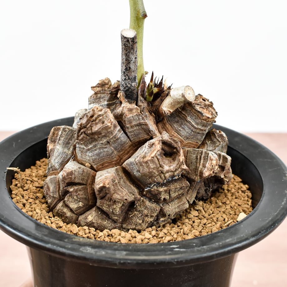 6aacec3377b08c1bd02db30c