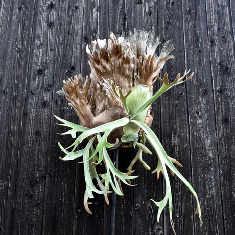 ビカクシダ ウィリンキー / Platycerium willinckii　コウモリラン プラティケリウム 【comolebi plants】RFCM-W0002