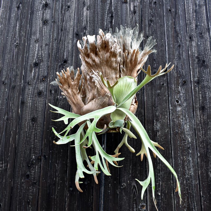 ビカクシダ ウィリンキー / Platycerium willinckii コウモリラン プラ