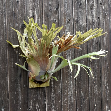 ビカクシダ ベイチー (ARS-I) / Platycerium veitchii 'ARS-I' コウモリラン プラティケリウム【comolebi plants】RFCM-W0015