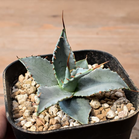 【百鬼夜行 その二】アガベ 特白肌×妖炎 "魍魎"【台湾botanical_seeker産】RF25012407