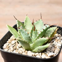 アガベ ハイブリット "A28" (特白肌怒雷神×血妖) 【台湾huplants2010産/子株販売】RF25012270