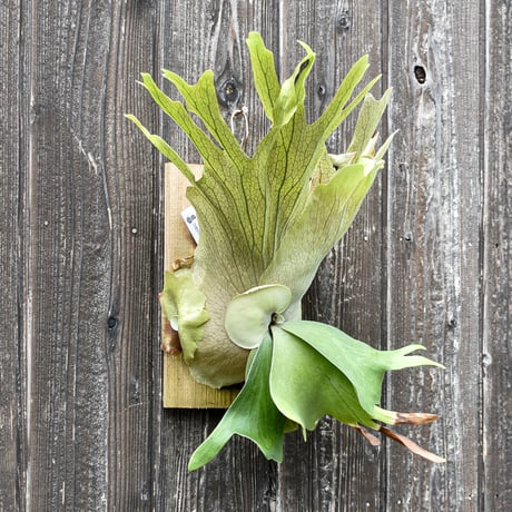 ビカクシダ ウィリンキー クイーン スワンガン スポアリング  / Platycerium willinckii Queen【comolebi plants】RFCM-W0024