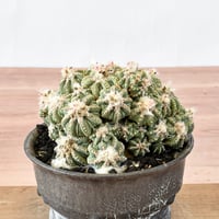 アズテキウム 花籠 RFHK-669