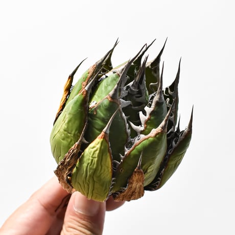 アガベ 精品ホリダ "精品狂刺霍利達"【台湾 dragon agave産/中株/抜き苗】E