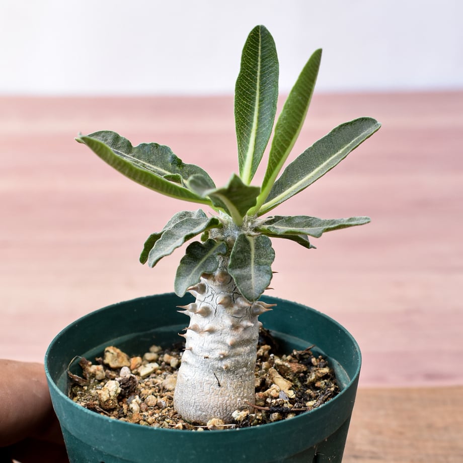 6a88d60a60b2030042e70000