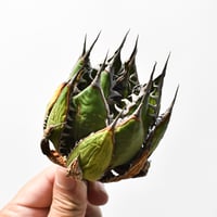 アガベ 精品ホリダ "精品狂刺霍利達"【台湾 dragon agave産/中株/抜き苗】C