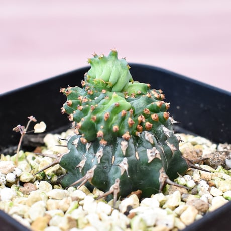 ユーフォルビア グロエネワルディー モンスト RFHK-968