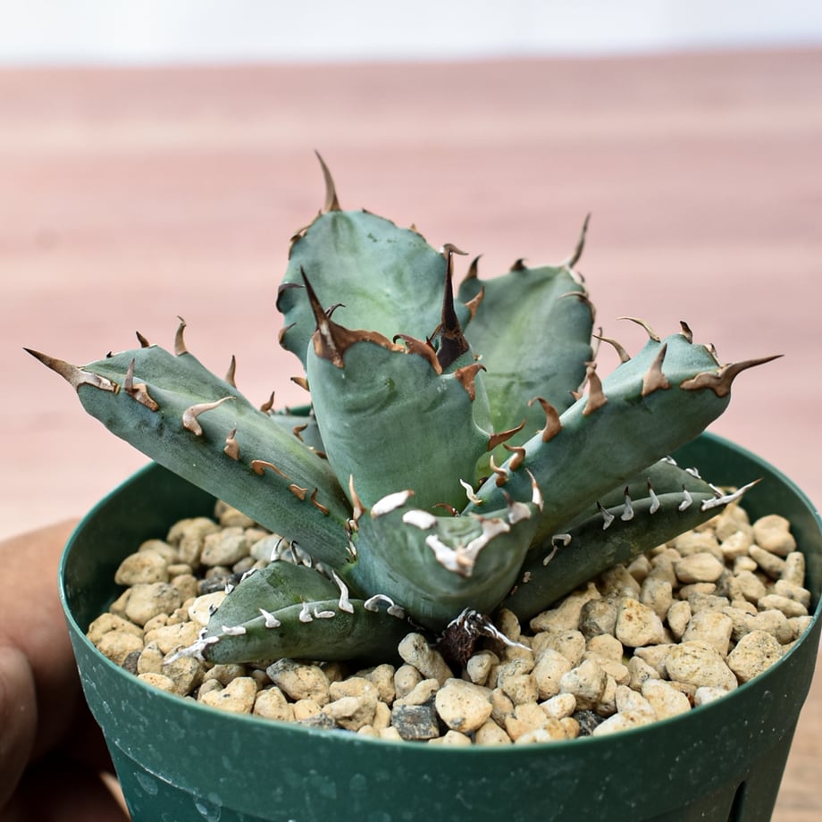 6a8e21999353259ca5495763