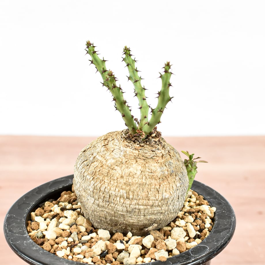 6a65d44a006ad1193fa4b035