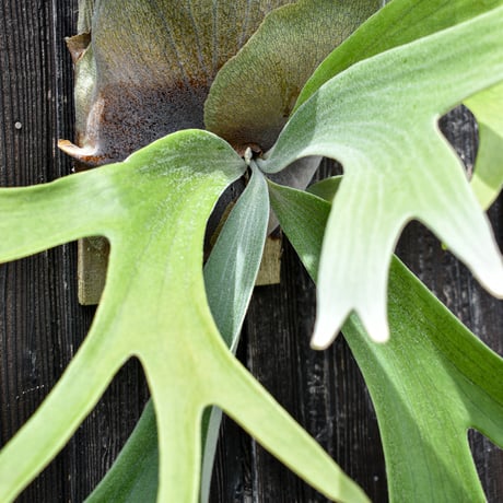ビカクシダ ウィリンキー スピンドリフト スポアリング  / Platycerium willinckii 【comolebi plants】RFCM-W0019