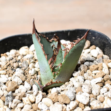 アガベ チタノタ "九歯釘耙" 【台湾huplants2010産/子株販売/実生選抜個体】RF25012249