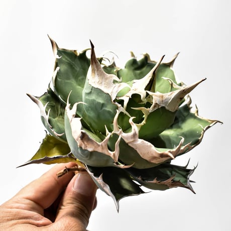 アガベ チタノタ "精品白犀牛" 【台湾 dragon agave産/中株/抜き苗】 B RF25012567