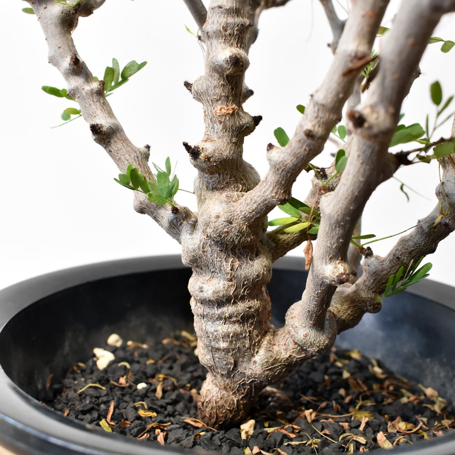 6a4819664b7d39ed981c6f36