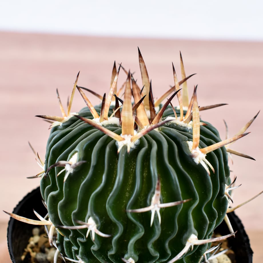 6a7bd925926756154758bb1f