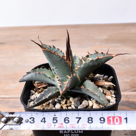 アガベ ハイブリット "チョコキス×象牙妖炎"【台湾botanical_seeker産】RF25012112
