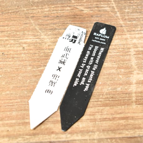 アガベ  ハイブリット "血武蔵×兜蟹"  タイプB【台湾re_pplants産/子株販売】RF25012302