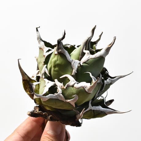 アガベ チタノタ "精品ハデス" / 精品黒帝斯、精品恐竜牙歯 【台湾 dragon agave産/中株/抜き苗】RF25012174