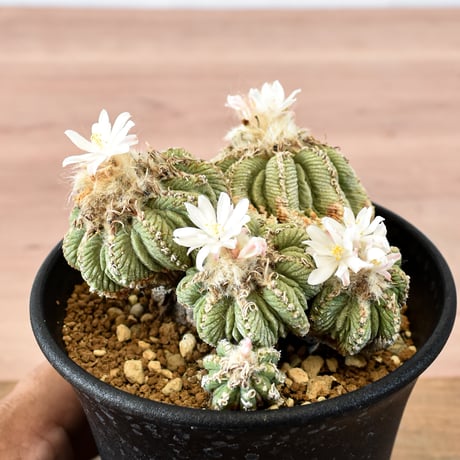 アズテキウム 花籠 RFHK-668