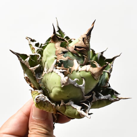 アガベ チタノタ 精品シーザー / 精品凱撒  【台湾 dragon agave産/中株/抜き苗】A