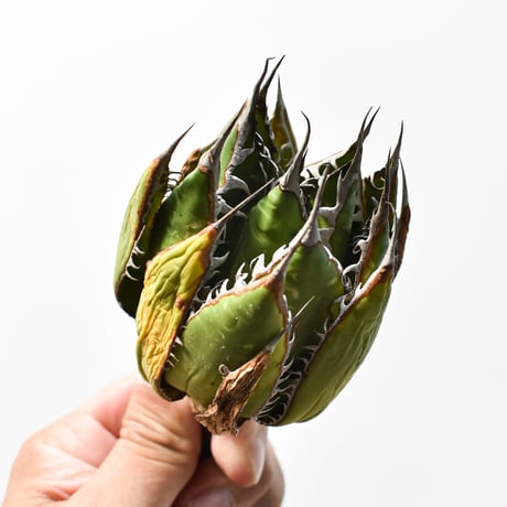 アガベ 精品ホリダ "精品狂刺霍利達"【台湾 dragon agave産/中株/抜き苗】D